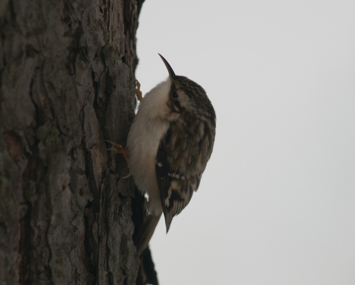 Brown Creeper - ML627219919