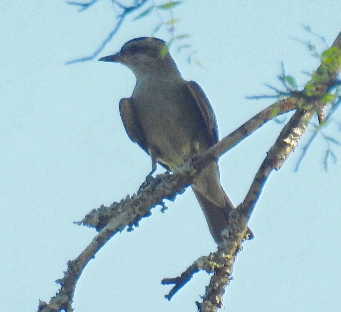 Crowned Slaty Flycatcher - ML627219958