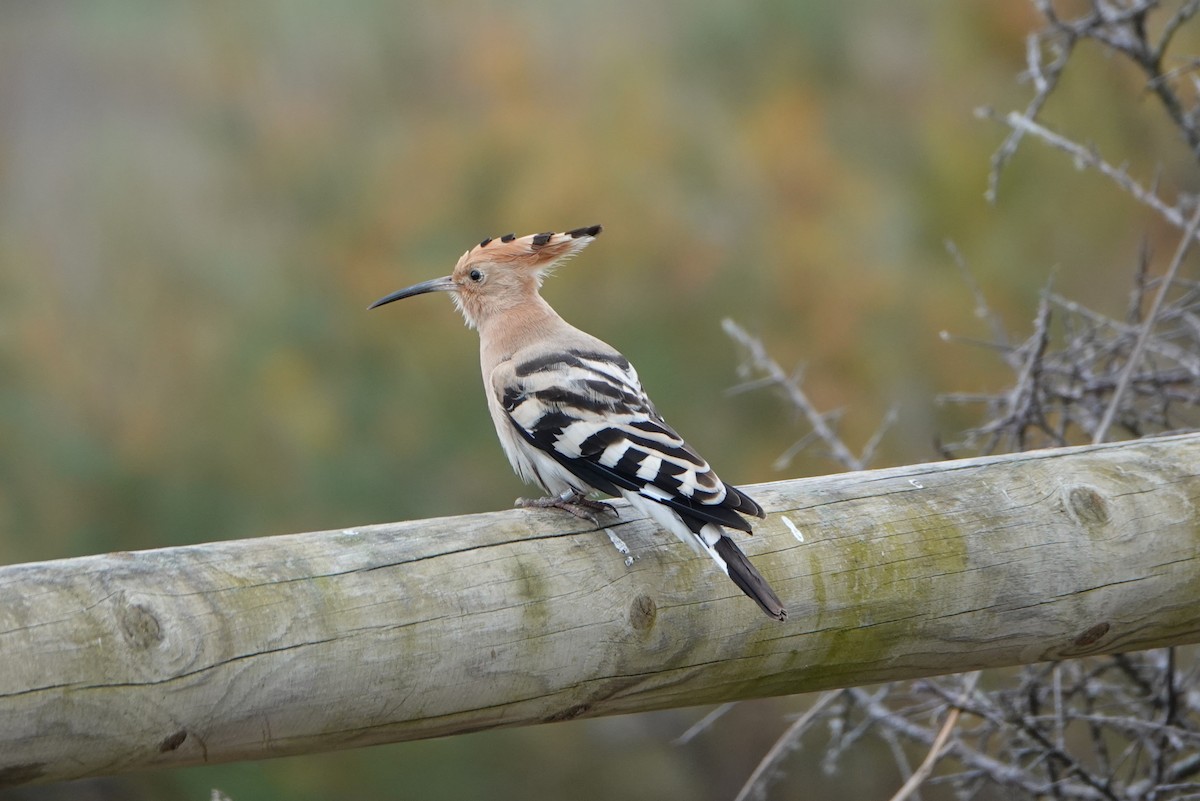 Eurasian Hoopoe - ML627219961