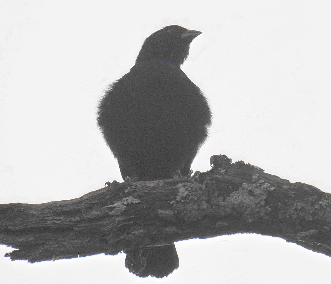 Screaming Cowbird - ML627219969