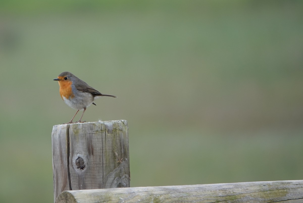 European Robin - ML627219975