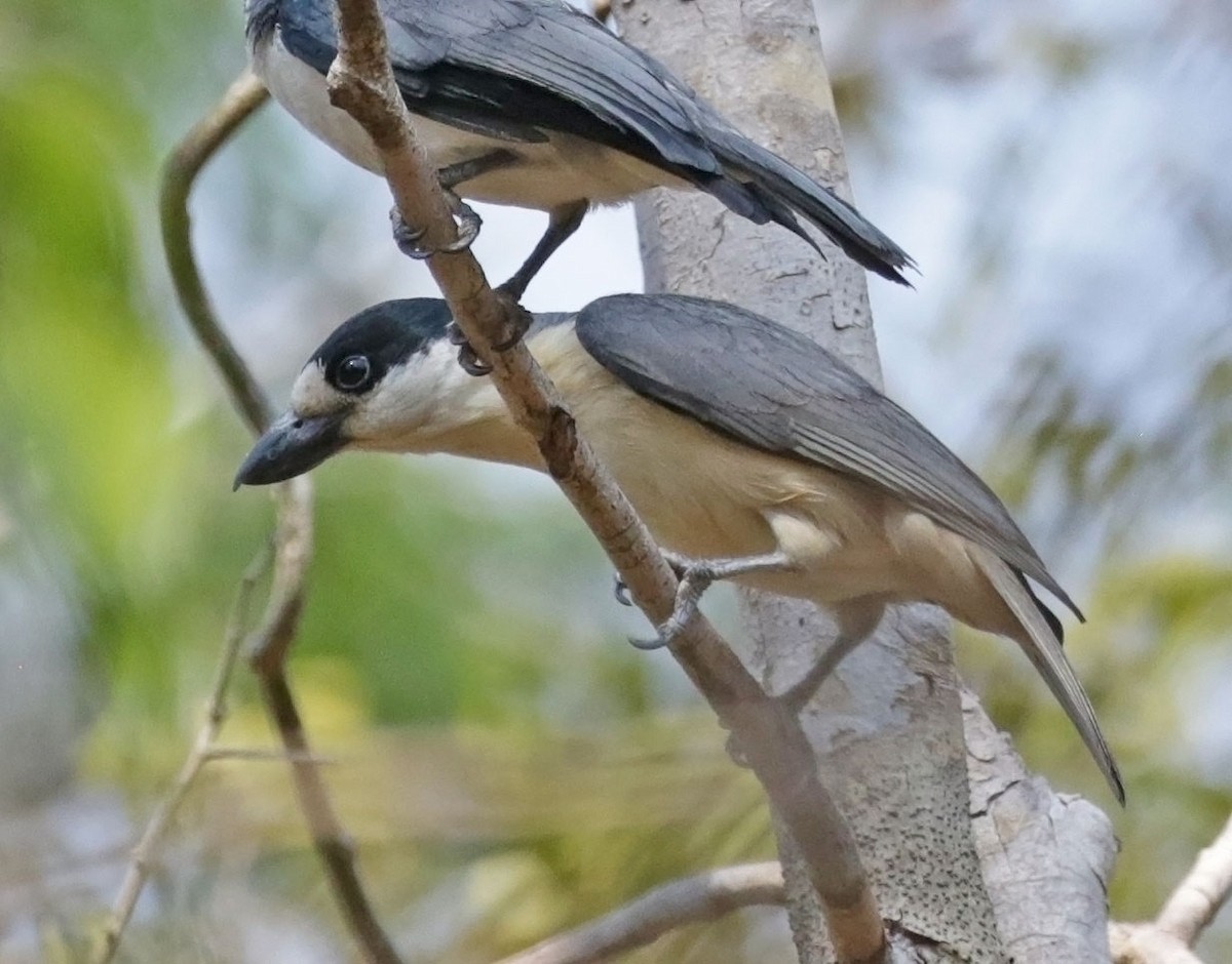 Van Dam's Vanga - ML627220094