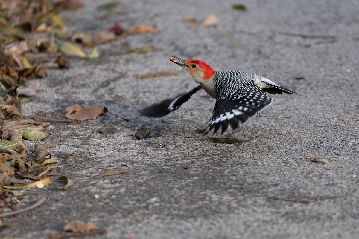 Red-bellied Woodpecker - Jamie Wert