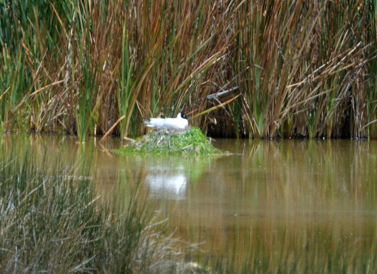 Gaviota Andina - ML627220136