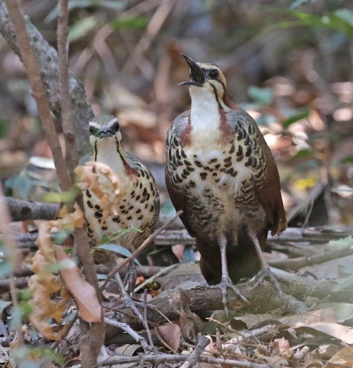 White-breasted Mesite - ML627220145