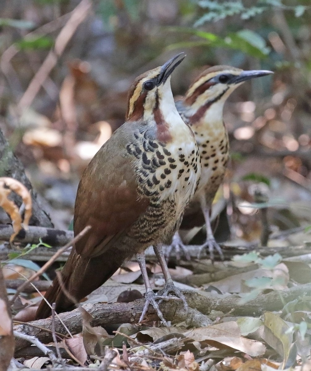 White-breasted Mesite - ML627220146