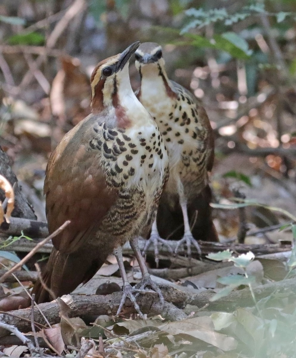 White-breasted Mesite - ML627220147