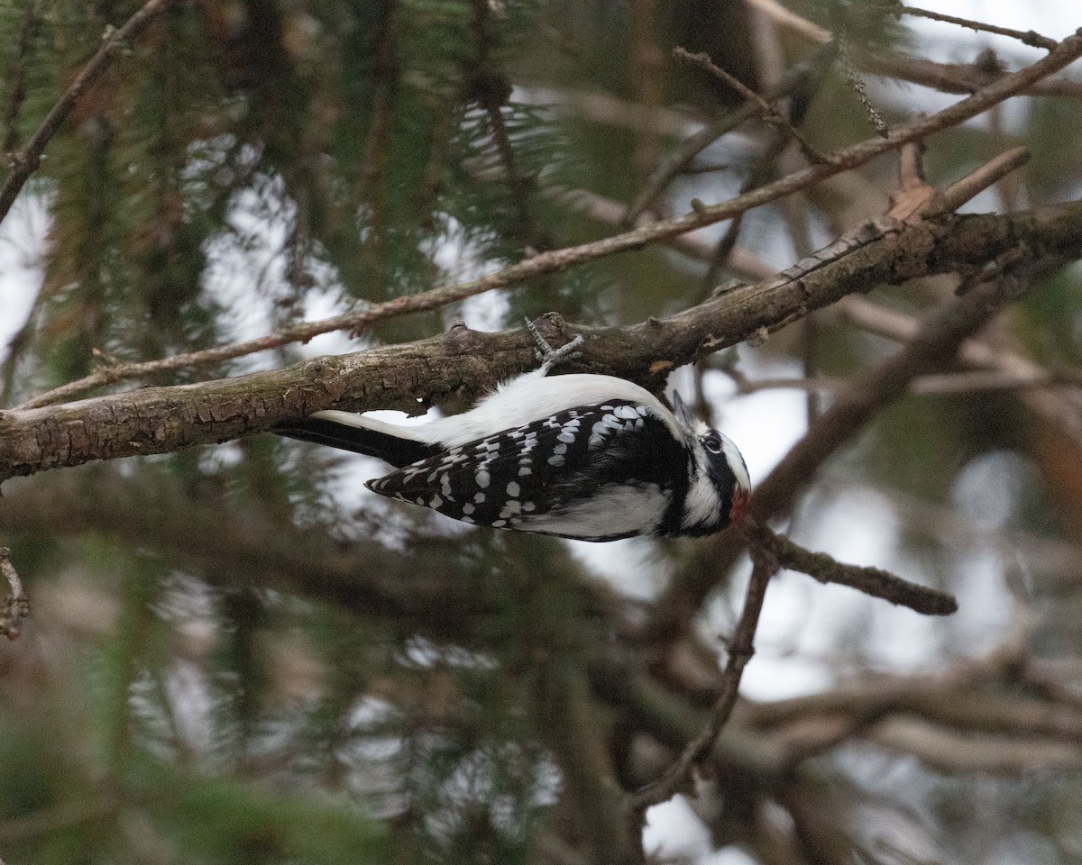 Downy Woodpecker (Eastern) - ML627220172