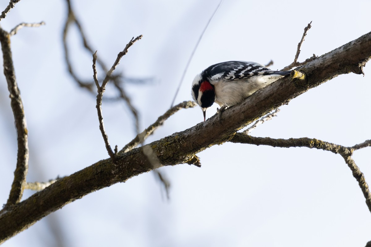 Downy Woodpecker (Eastern) - ML627220173
