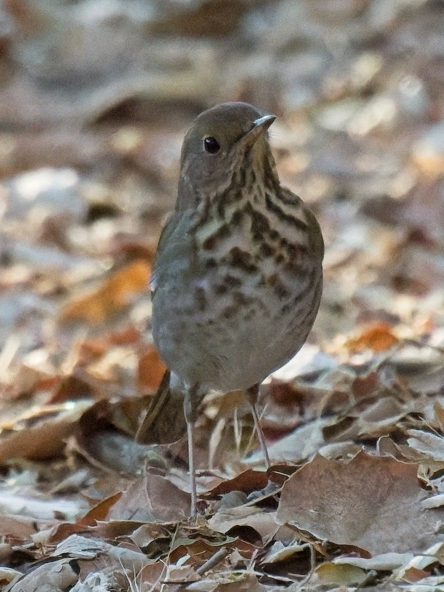 קיכלי חלוד-זנב - ML627220184