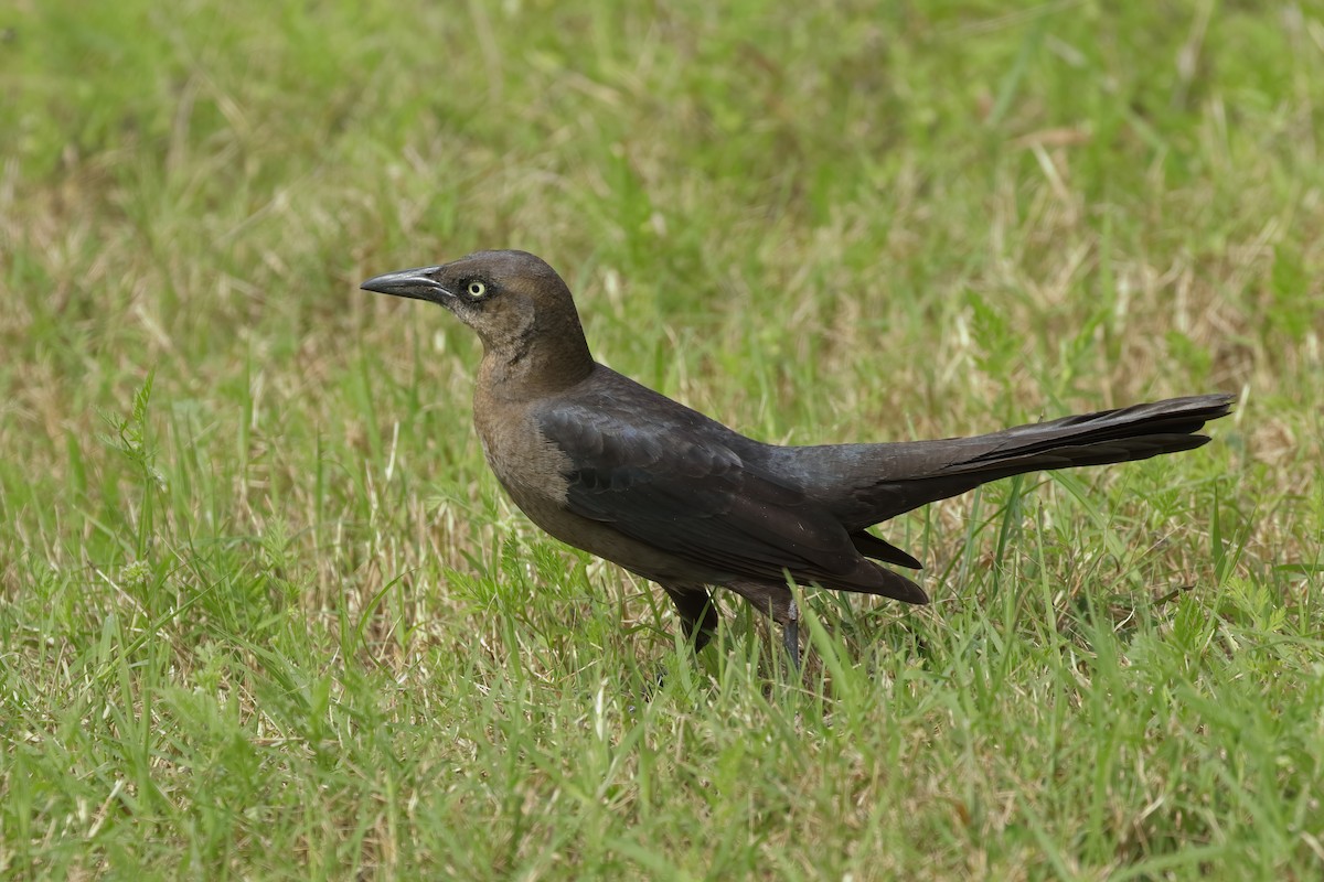 Great-tailed Grackle - ML627220279