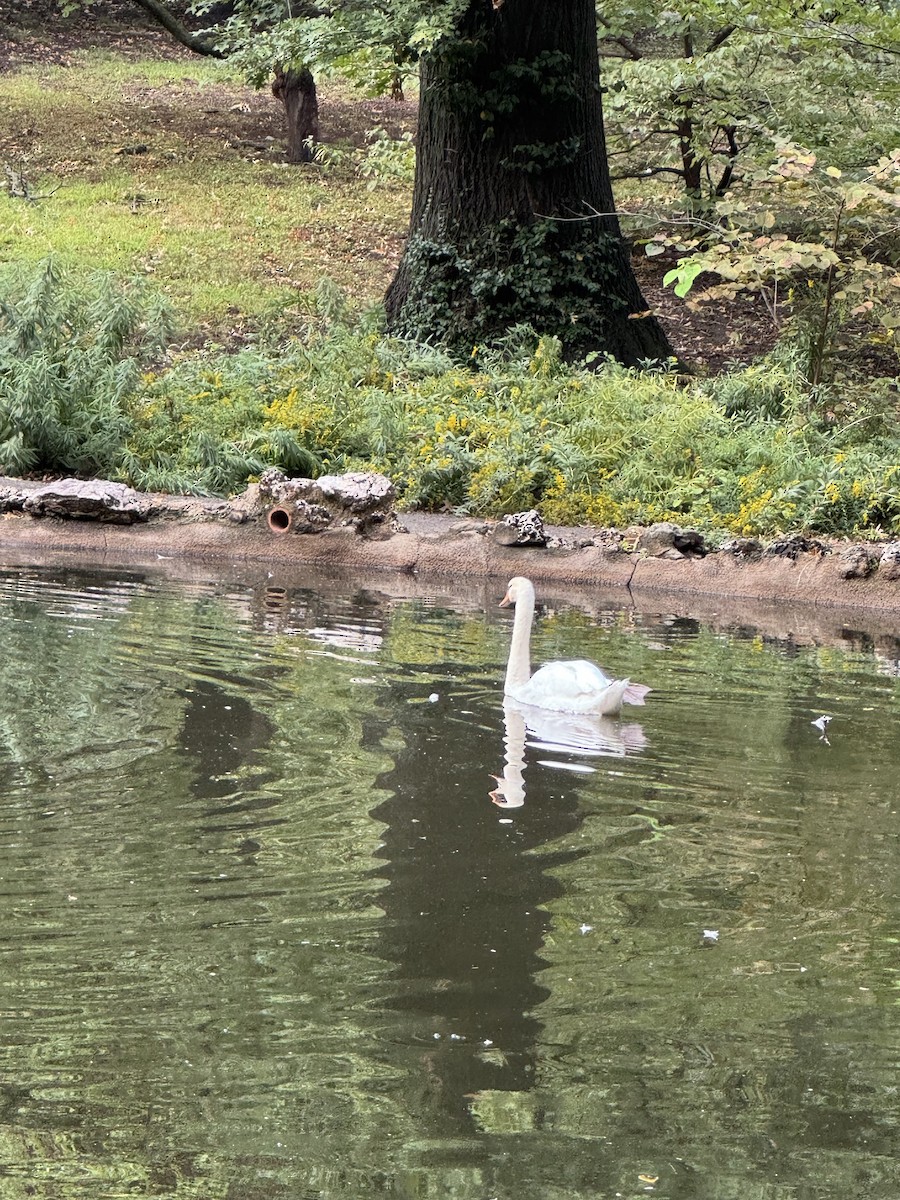 Mute Swan - ML627220328
