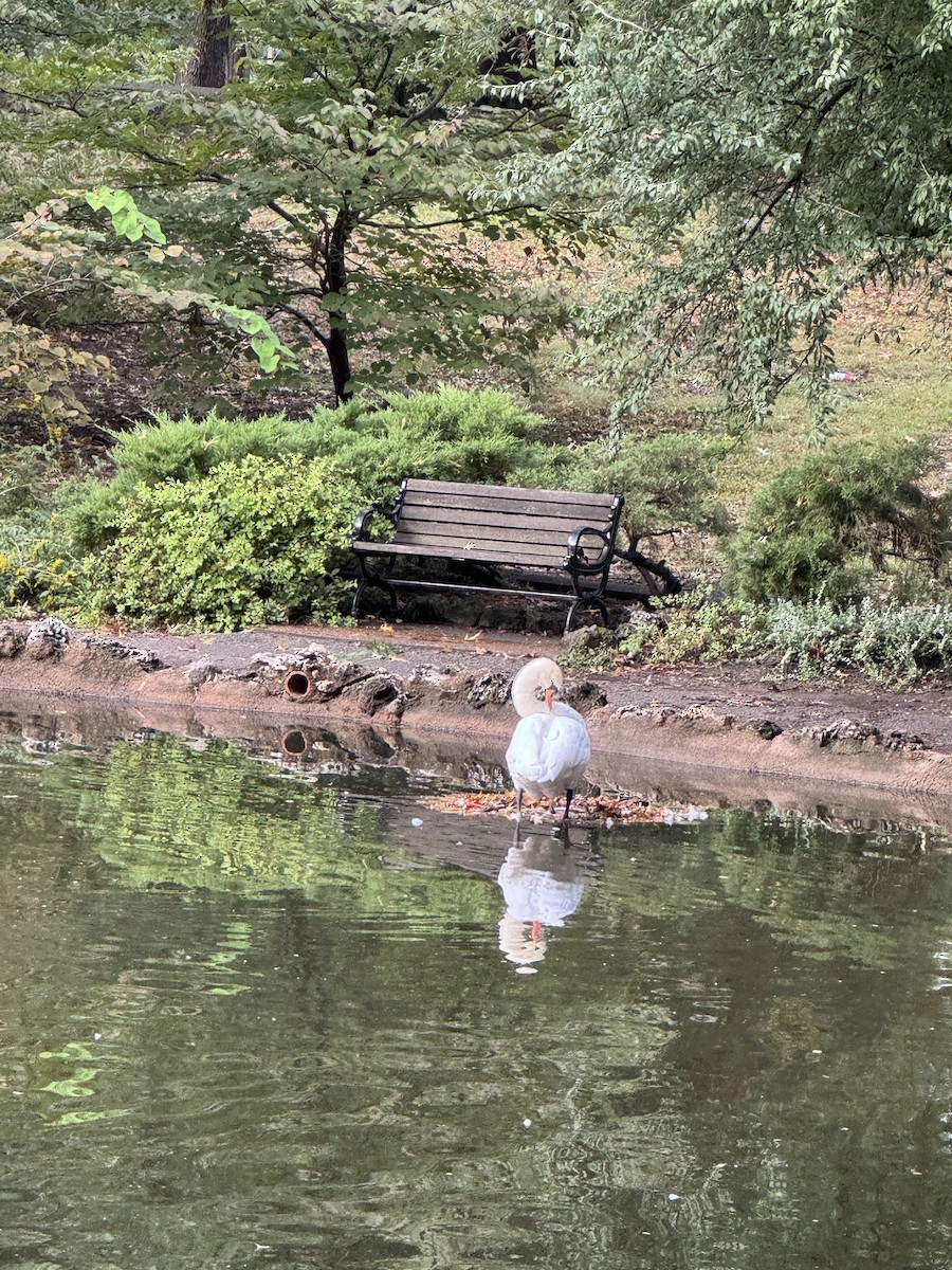 Mute Swan - ML627220330