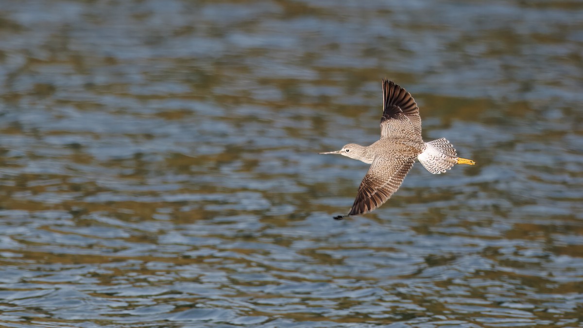 Lesser/Greater Yellowlegs - ML627220356