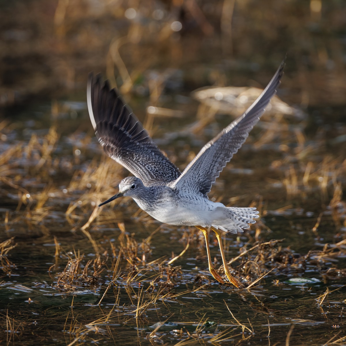 Lesser/Greater Yellowlegs - ML627220357