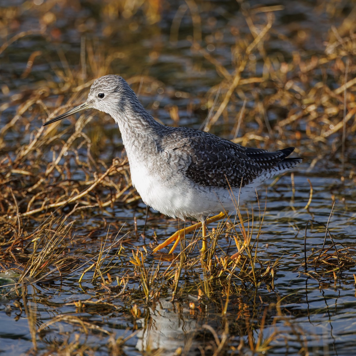 Lesser/Greater Yellowlegs - ML627220358