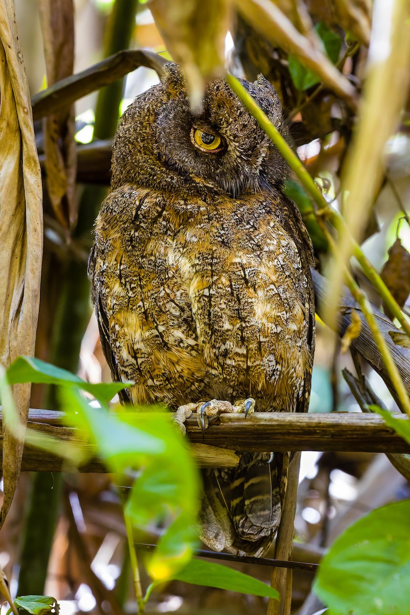 Madagascar Scops-Owl (Rainforest) - ML627220530