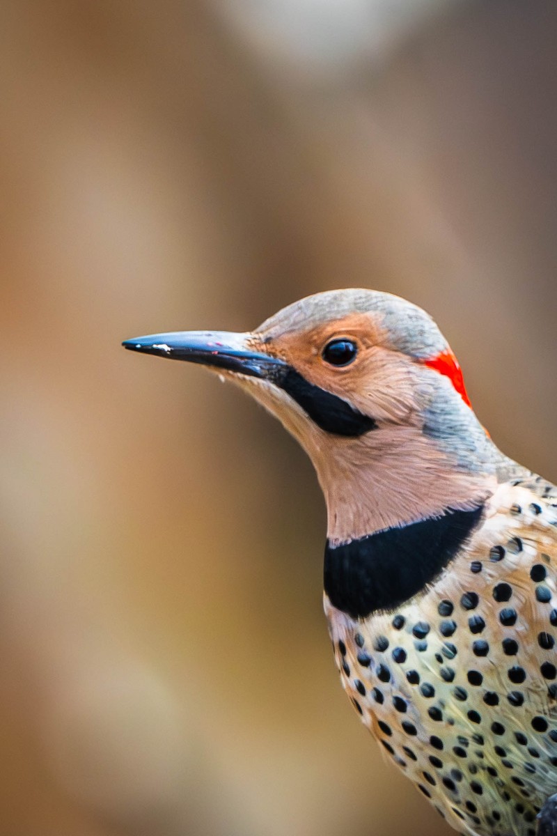 Northern Flicker - ML627220672