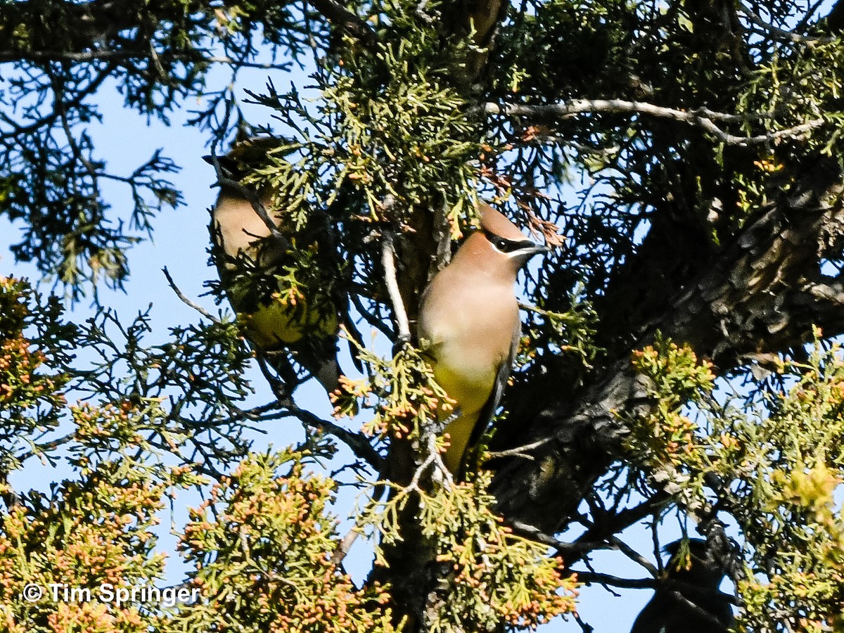 Cedar Waxwing - ML627220744