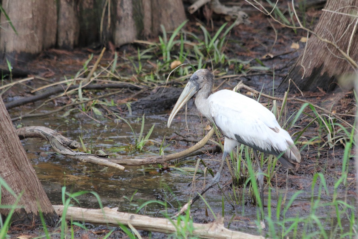 Wood Stork - ML627221067