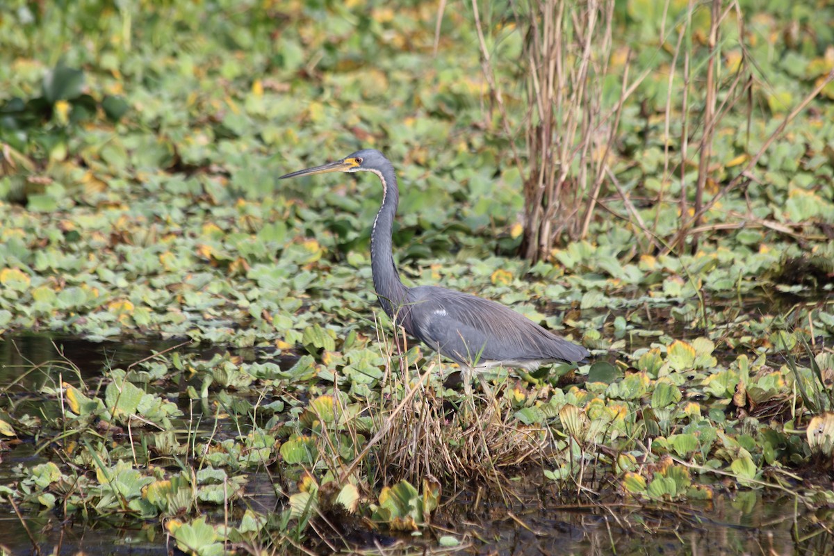 Tricolored Heron - ML627221074