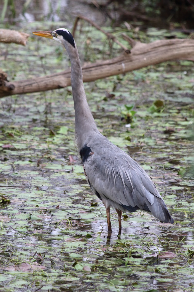 Great Blue Heron - ML627221082