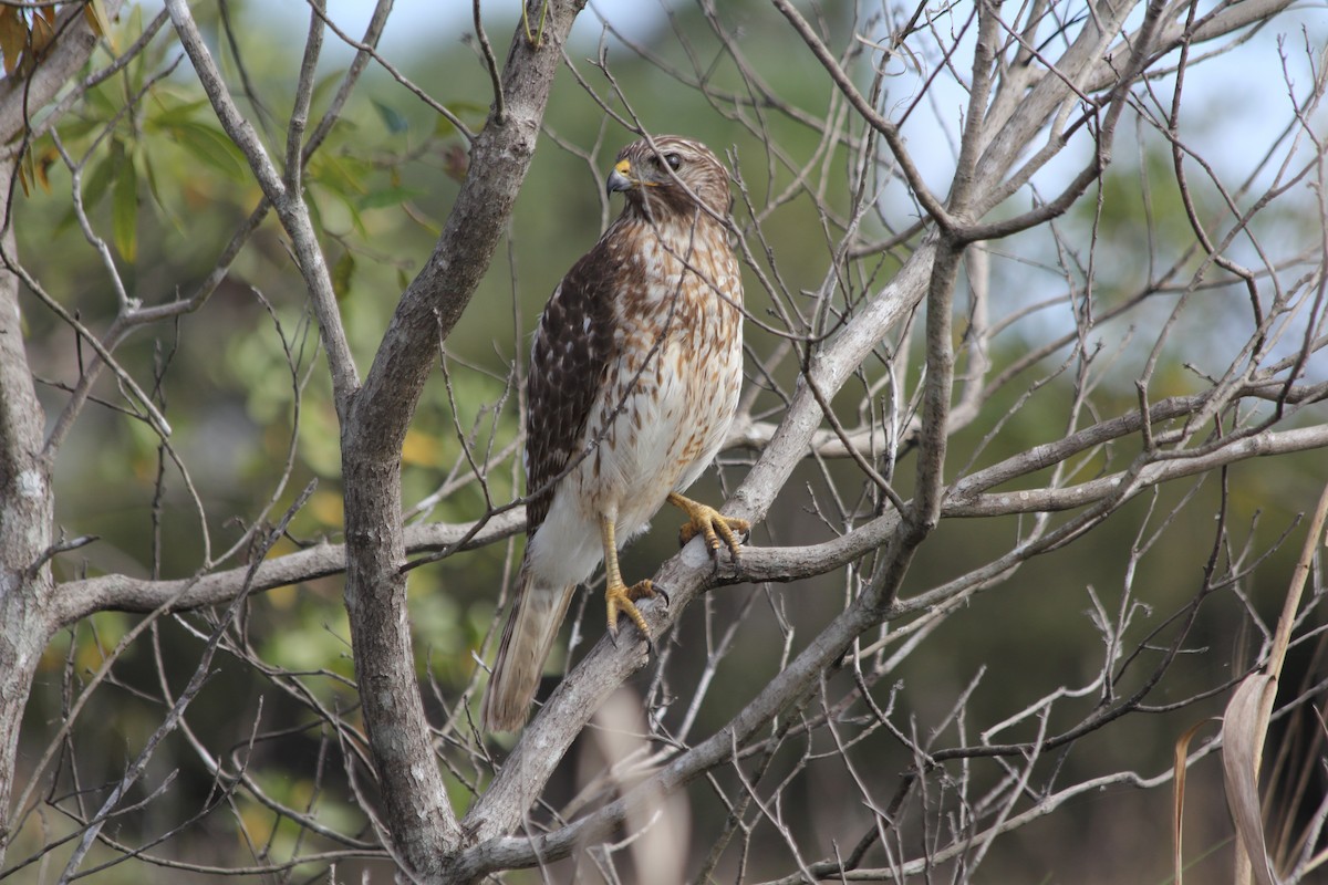 Red-shouldered Hawk - ML627221089