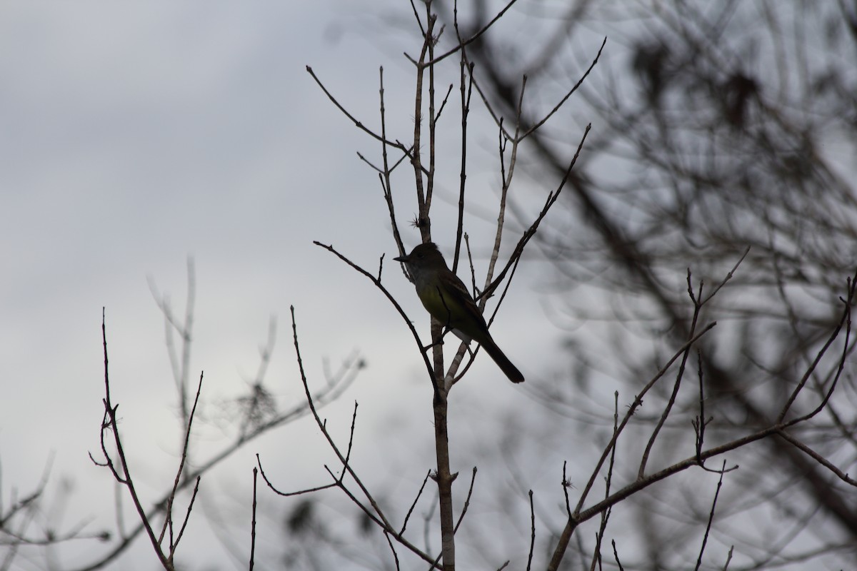 Great Crested Flycatcher - ML627221090