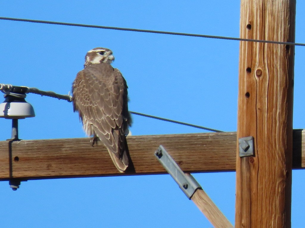 Faucon des prairies - ML627221572