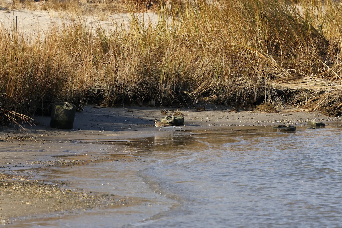 Killdeer - ML627221901