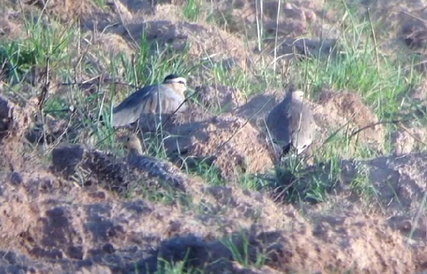 Chestnut-bellied Sandgrouse - ML627221918