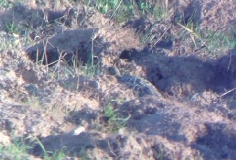 Chestnut-bellied Sandgrouse - ML627221923