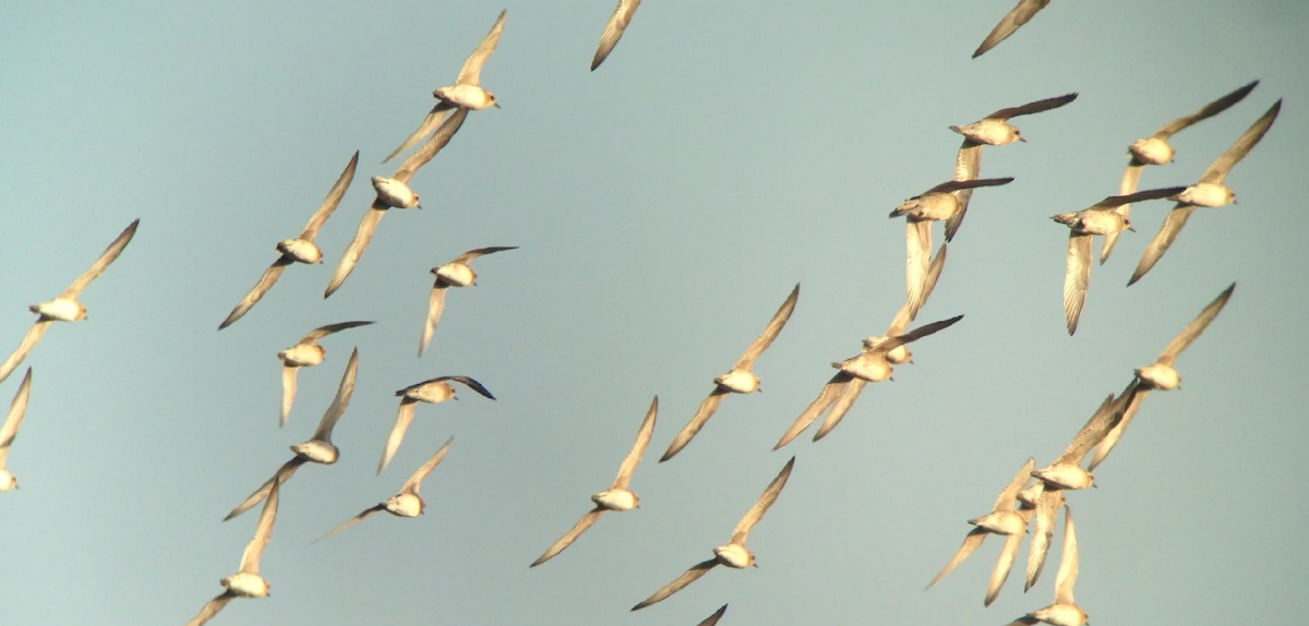 Pacific Golden-Plover - ML627221930