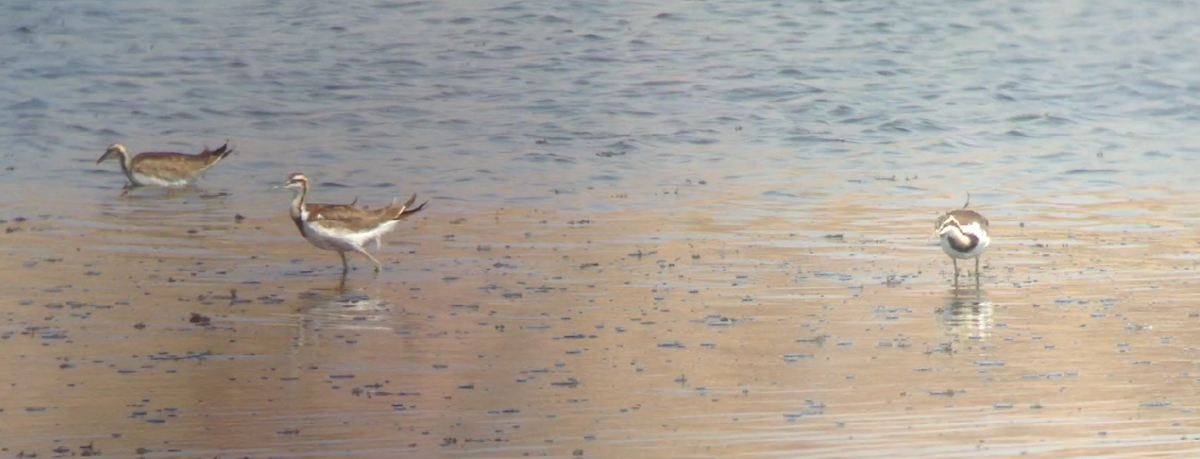 Pheasant-tailed Jacana - ML627221980