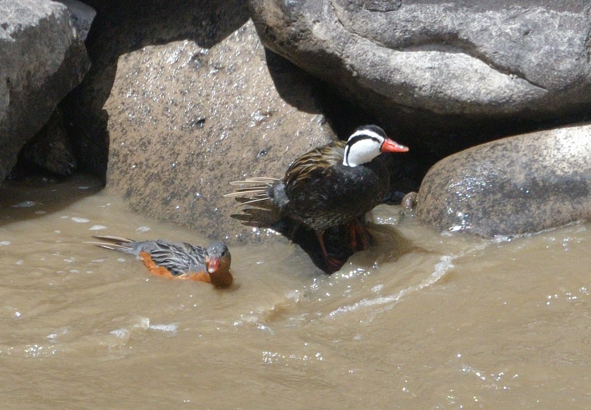 Pato Torrentero - ML627222268