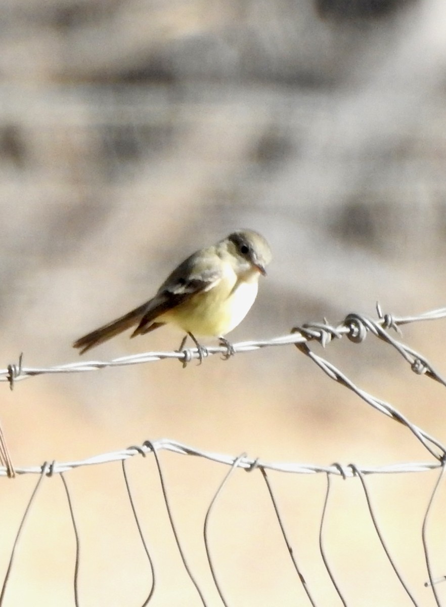 Gray Flycatcher - ML627222281