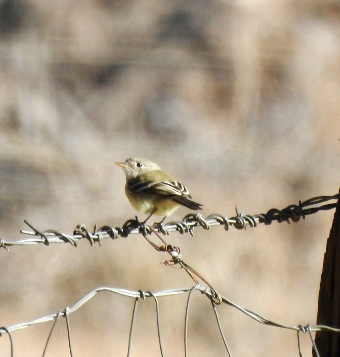 Gray Flycatcher - ML627222282