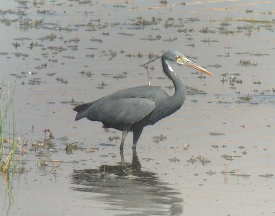 Western Reef-Heron - ML627222284