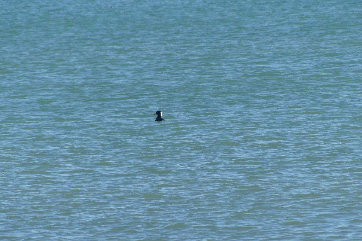 Surf Scoter - ML627222376