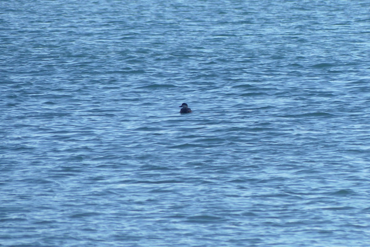 Black Scoter - ML627222388