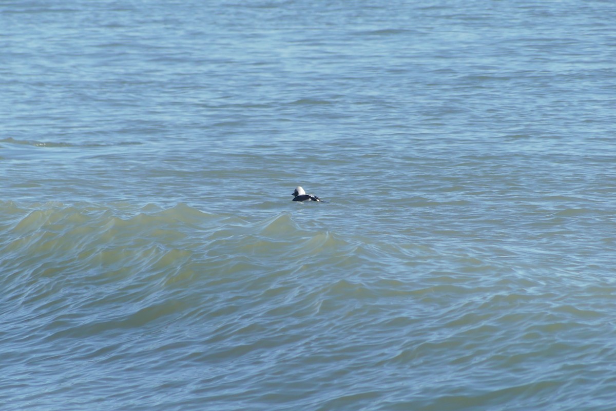 Long-tailed Duck - ML627222396