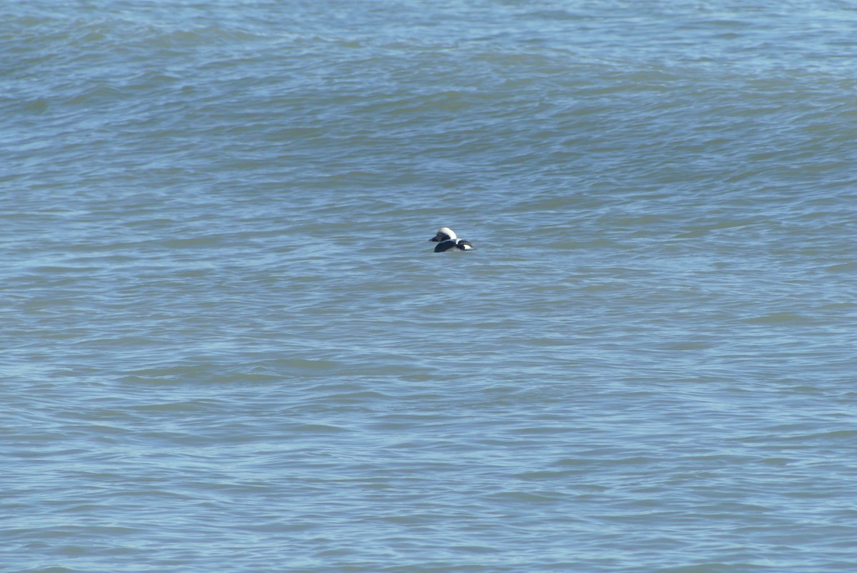 Long-tailed Duck - ML627222397