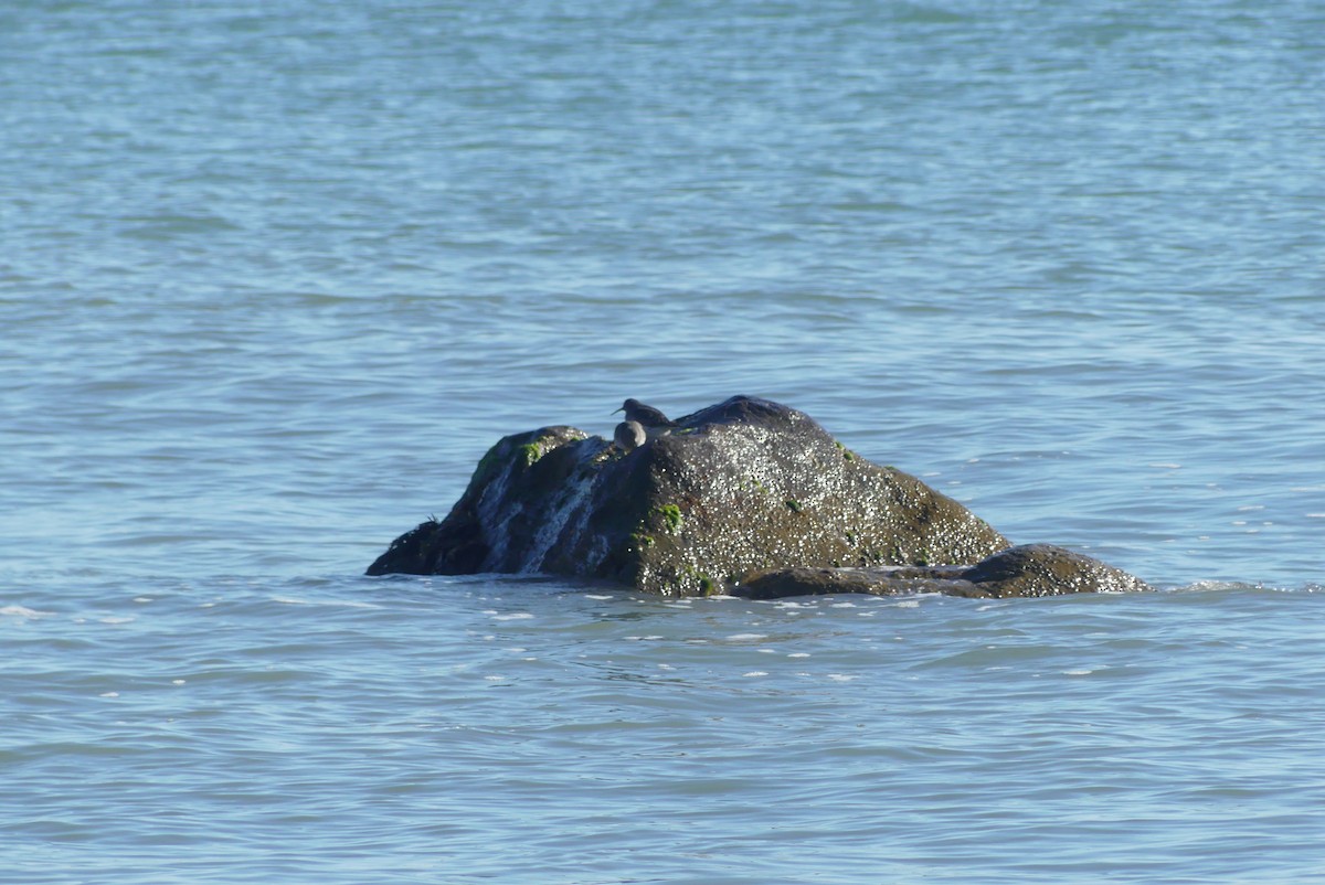 Purple Sandpiper - ML627222399