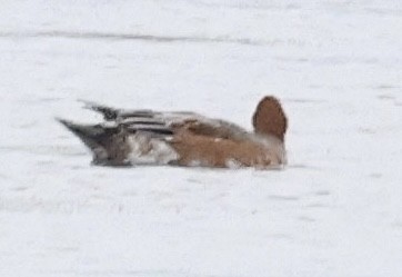 Eurasian Wigeon - ML627222457