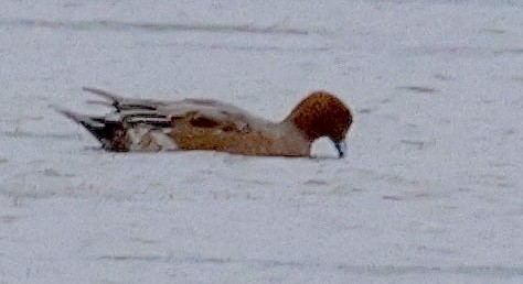 Eurasian Wigeon - ML627222459