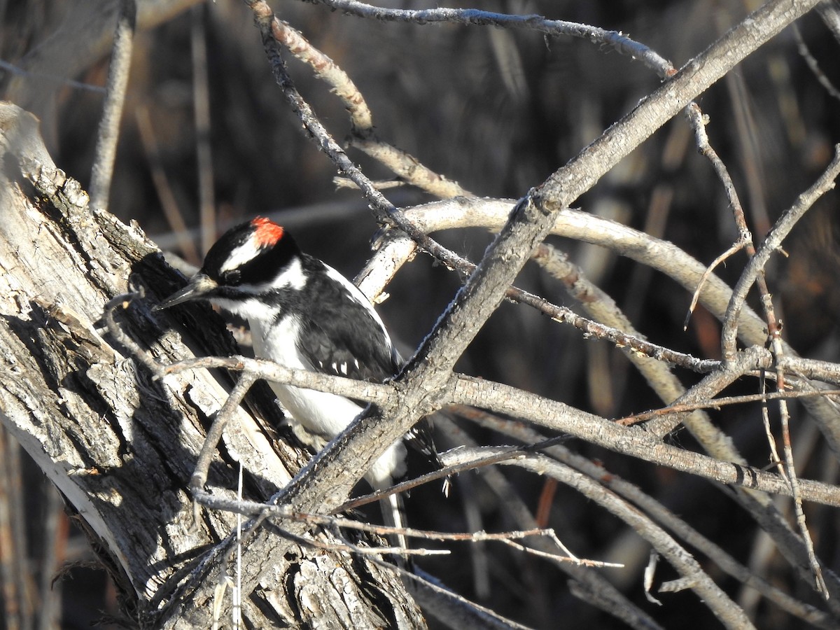 Hairy Woodpecker (Rocky Mts.) - ML627222592
