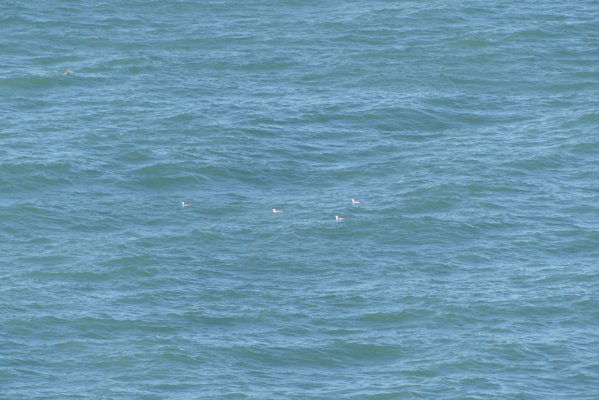 Common Loon - ML627222613