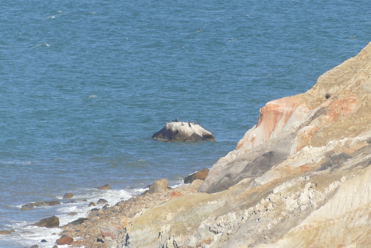 Great Cormorant - ML627222615