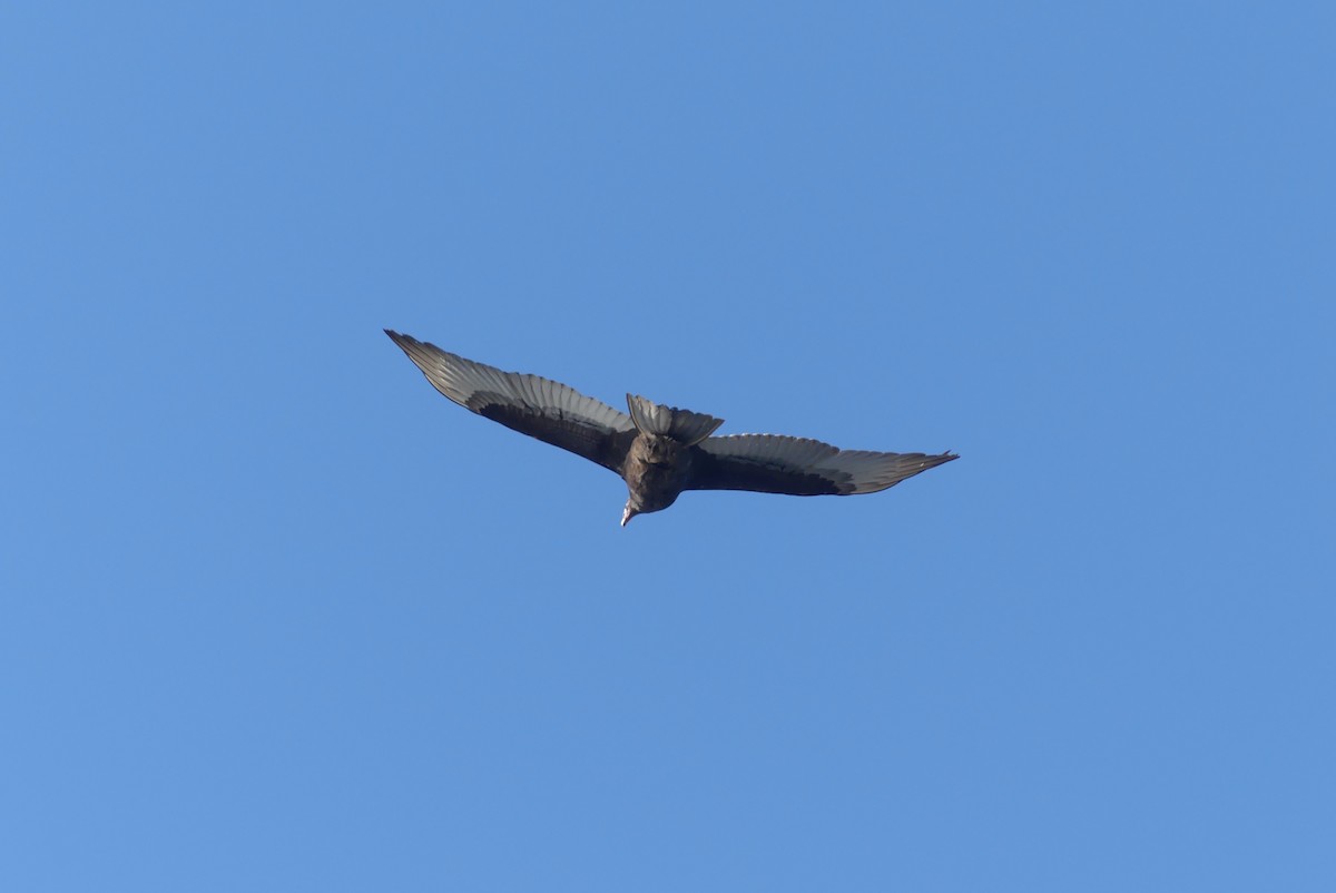 Turkey Vulture - ML627222621