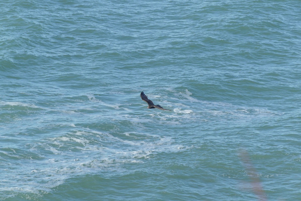 Turkey Vulture - ML627222622